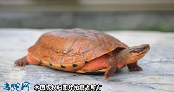 为何草龟最有灵性？