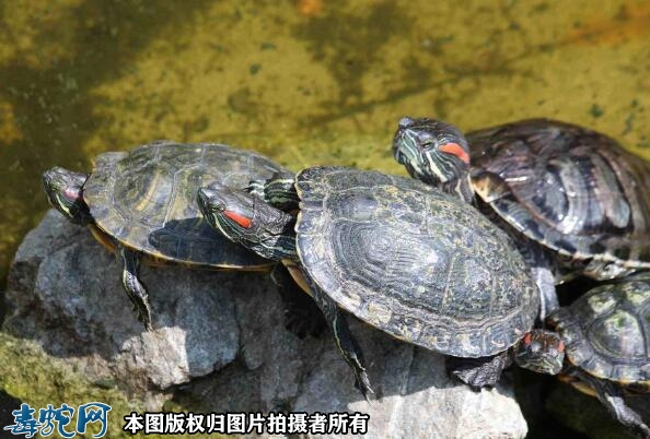 养龟养一只好还是一对？