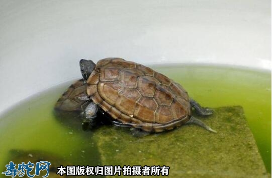 养草龟为什么水越脏越好？