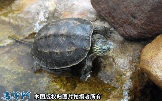 捡了一只野生草龟怎么养？