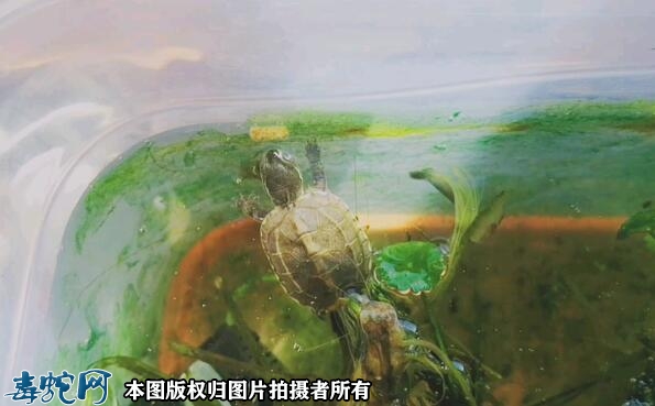 怎么判断小乌龟吃饱了？