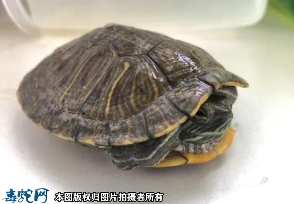 养乌龟很邪门吗？养乌龟很邪门是真的吗...