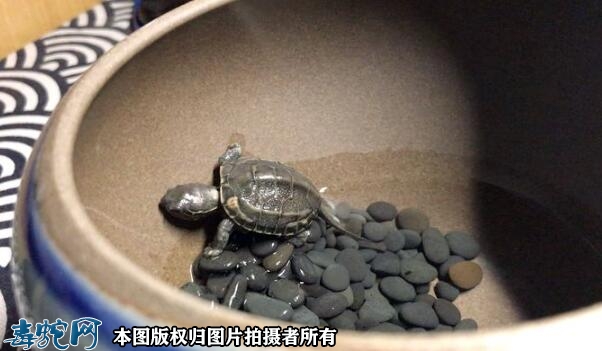 中华草龟为什么叫臭龟？乌龟为什么越养...