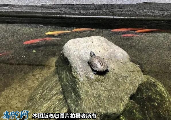 什么龟最通人性最粘人？