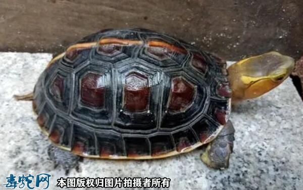 黄缘龟和黄缘闭壳龟一样吗？