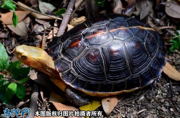 黄缘龟寿命？黄缘龟能活多少年？