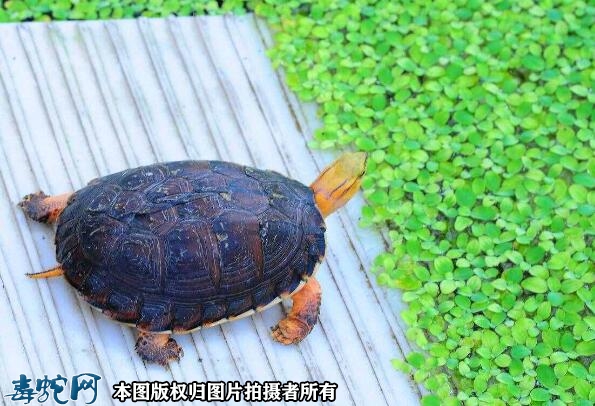 黄缘龟价格多少钱一只？