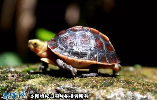 黄缘龟可以私人养吗？
