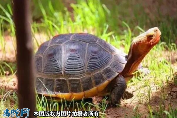 黄缘龟怎么养？黄缘龟的饲养方法！