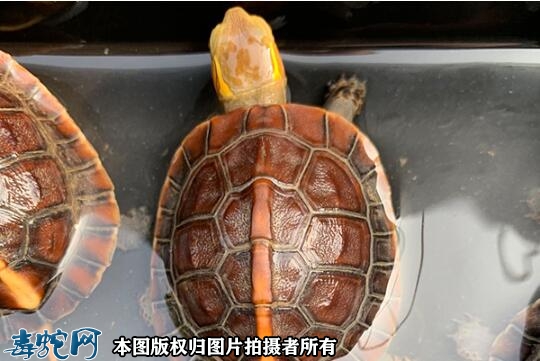 黄缘龟好养吗？黄缘龟容易养活吗？