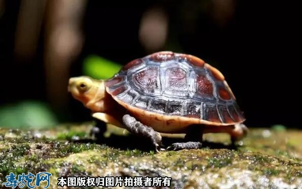 黄缘龟图片、黄缘龟图片大全欣赏！