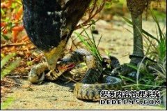 “蛇雕英雄传”猛禽大战毒蛇