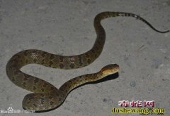喜马拉雅山原矛头蝮