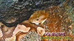 毒蛇被斩首后还拼命咬自己尾巴