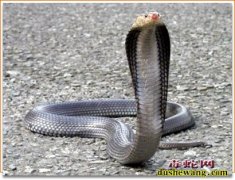 眼镜蛇图片