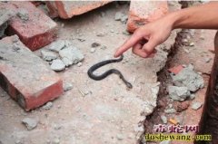 四川隆昌320条眼镜蛇出逃续：场方被...
