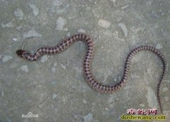 毒蛇被砍成三段蛇头跃起咬人 扬州大妈...