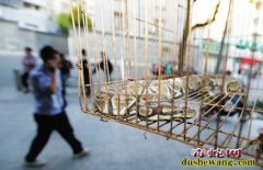 小区草坪出现毒蛇？ 原来是条球蟒，可...