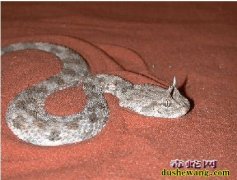 世界毒蛇大全【一】