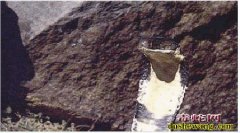 世界毒蛇大全【四】
