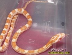 广安 毒蛇与民“同眠” 消防官兵成功...