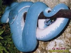 7种著名的毒蛇图片