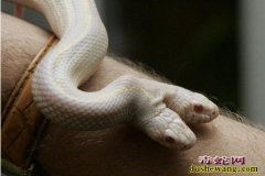 白化的双头蛇图片