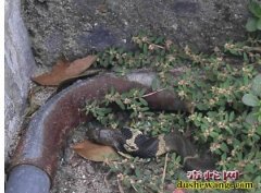 小区惊现眼镜毒蛇致恐慌 民警木板捕蛇...