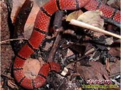 各种珍惜的毒蛇图片