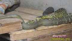 大王蛇养殖图片