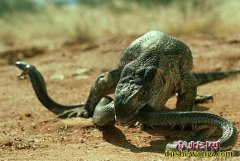 毒蛇猎杀与被猎杀瞬间图片