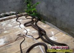 有活蛇卖吗？