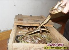 买蛇肉运费怎么算？