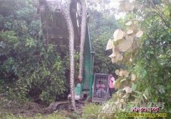 辽宁挖出140岁蛇精