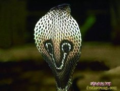 十大致命毒蛇排行榜