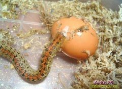 蛇吃蛋图片