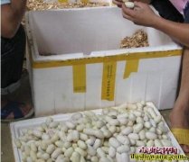 蛇蛋孵化机