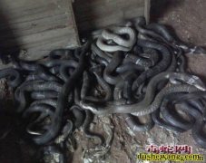 蛇产品需求量大 养蛇前景广阔