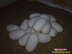 江西哪里有蛇蛋卖