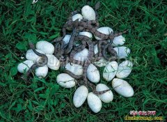 山东哪里有种蛇蛋卖