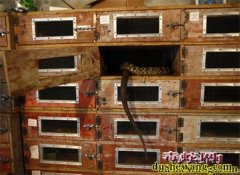 无毒蛇养殖