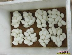 蛇什么时候产蛋 几月份产蛋