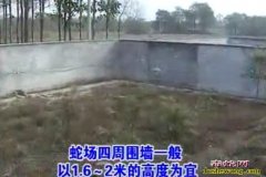 怎么建造养蛇场