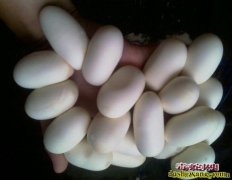 云南哪里有蛇蛋卖？