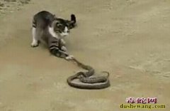 猫咪与毒蛇大战视频