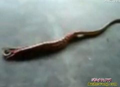 实拍：1米巨型蜈蚣当街大战毒蛇