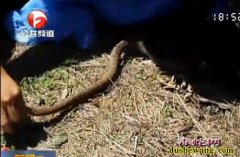 大别山发现新毒蛇 已证实是全球新物种