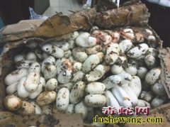 他带着700余枚蛇蛋入境