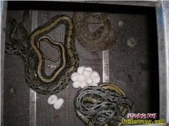 黑眉锦蛇冬季管理