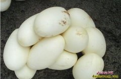 乌梢蛇蛋能吃吗
